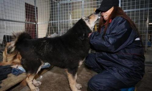 娱乐圈爆料流浪狗被抓,流浪狗被抓引发关注，背后真相令人唏嘘  第3张